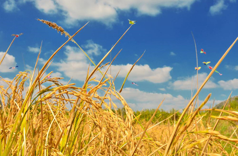 當(dāng)3S技術(shù)應(yīng)用于精準(zhǔn)農(nóng)業(yè)，奇跡就發(fā)生了！