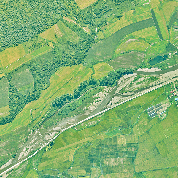 共建地球生命共同體，飛燕在行動(dòng)！